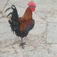 خروس محلی ۵۰۰ تومن|حیوانات مزرعه|مسجد سلیمان, |دیوار