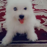 ناز