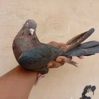 کبوتر سرکه ای چشم و نوک سفید|پرنده|باغ بهادران, |دیوار