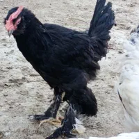 مرغ و خروس سیاه خونی گردن لخت و خروس برهما