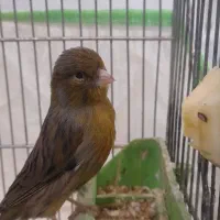 قناری نر مست ماده آماده