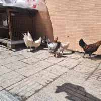 مرغ وخروس