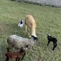 گوسفند داشتی و گوشتی|حیوانات مزرعه|شاندرمن, |دیوار