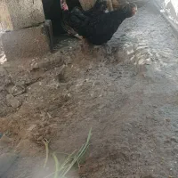مرغ خلفه فروش فوری