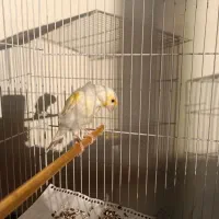 قناری موزاییکی زرد اورجینال|پرنده|سبزوار, ولیعصر (نجار آباد)|دیوار