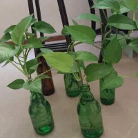 گل پتوس وقلمه پتوس  پاندانوس وموسی در گهواره