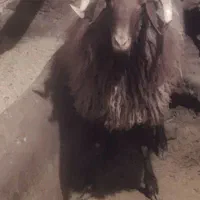 فروش بره نر