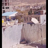 پرنده|پرنده|یاسوج, |دیوار