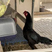 خروس لاری
