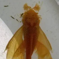 کت پوزه بوته ای. کت فیش