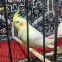 عروس|پرنده|سیرجان, |دیوار