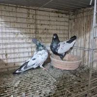 ۳ جفت پرشی|پرنده|شاهین‌شهر, حافظ شمالی|دیوار