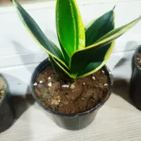 همه نوع گل موجوده انواع شمعدانی هم داریم