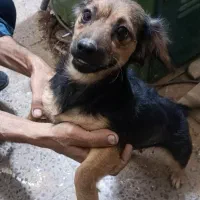 واگذاری ماده اشپیتز