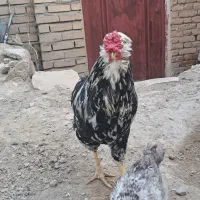 خروس گلین فروشی