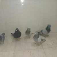 کبوتر اصفهانی صداکن