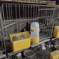 قفس وجفت کن کبوتر