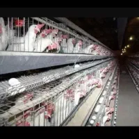 حراج مرغ سفید تخمی پرصاف درحال تخم