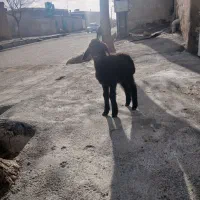 بره نرشیری|حیوانات مزرعه|کنگاور, |دیوار