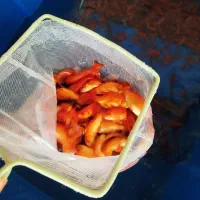 ماهی قرمز|ماهی|همدان, |دیوار