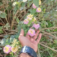 گل کاغذی  ، شاهپسند و شمعدونی|گل و گیاه طبیعی|گرگان, |دیوار