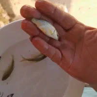 بچه ماهی کپور تاتا