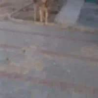 سگ عراقی|سگ|مشگین شهر, |دیوار