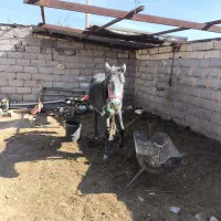 اسی عرب مادیون