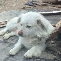 سگ پا کوتاه