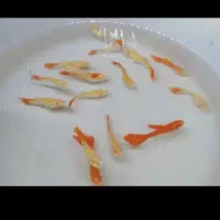 گوپی وارداتی|ماهی|تربتحیدریه, فردوسی جنوبی|دیوار