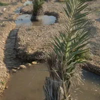 فروش-زمین-کشاورزی