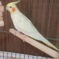 عروس هلندی|پرنده|قدس, شهر‌قدس|دیوار