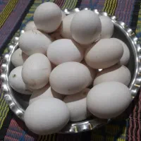 تخم مرغ محلی