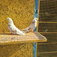 کفتر|پرنده|قلعه قاضی, |دیوار