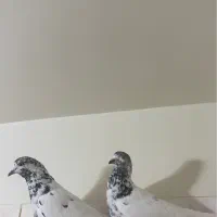 کفتر خوب قیمت مفت کذاشتم