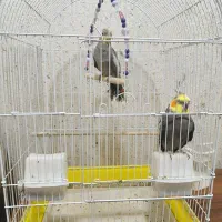 عروس هلندی شیطون|پرنده|شوش, |دیوار