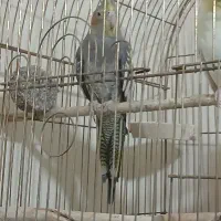 عروس هلندی ماده