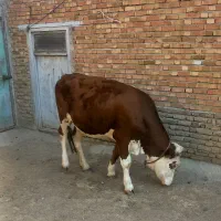 گوساله ماده سیمینتال