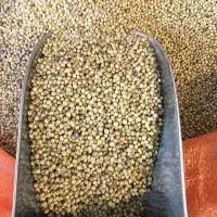 نمک دریا و زردچوبه چهار منار|خوردنی و آشامیدنی|قم, زند آباد|دیوار