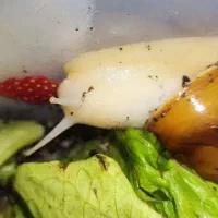 فروش حلزون کلاژن ساز