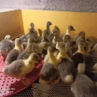 تولیدتهران جوجه رنگی گوشتی محلی اردک بوقلمون غاز|حیوانات مزرعه|تهران, کرمان|دیوار