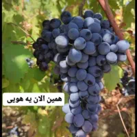 انگور شانی دیم سردشت کردستان سیاه انگورشانی سفیدبی|خدمات باغبانی و درختکاری|تهران, میدان میوه و تره‌بار مرکزی|دیوار