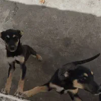 سگ نگهبان ژرمن