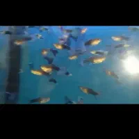 گوپی شکم پر