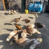 بوقلمون بوربورن و برنز آمریکایی|حیوانات مزرعه|رباطکریم, الارد|دیوار