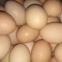 تخم مرغ تازه محلی
