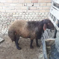 بره قوچ 15ماهه|حیوانات مزرعه|بندر گز, |دیوار