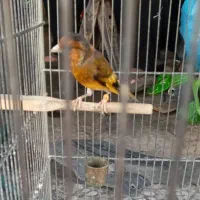 سره قناری لر دهن دار سرخ سرخ