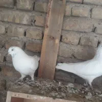 به شرط پرش   به علت زیادی ماده|پرنده|کرج, کوی کارمندان جنوبی|دیوار