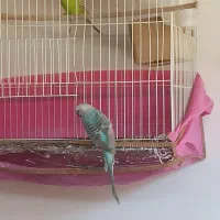 یک جفت مرغ عشق